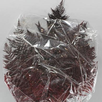 BRACKEN FERN PRESERVED BURGUNDY