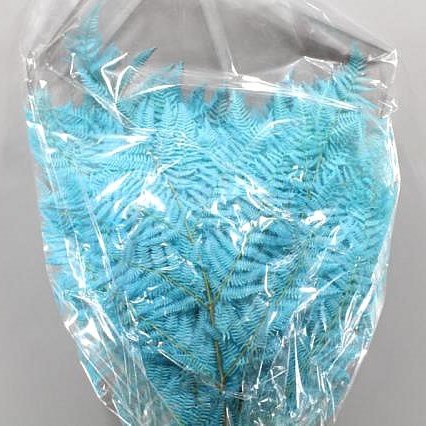 BRACKEN FERN PRESERVED LIGHT BLUE