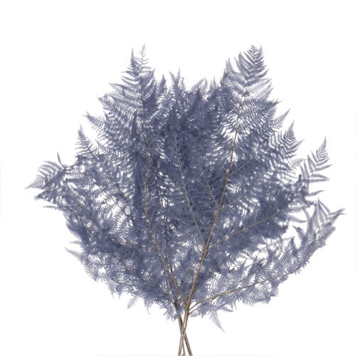 BRACKEN FERN PRESERVED MOON LIGHT