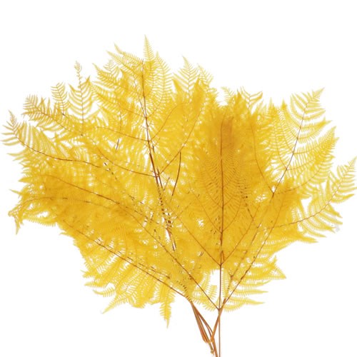 BRACKEN FERN PRESERVED OCHRE YELLOW