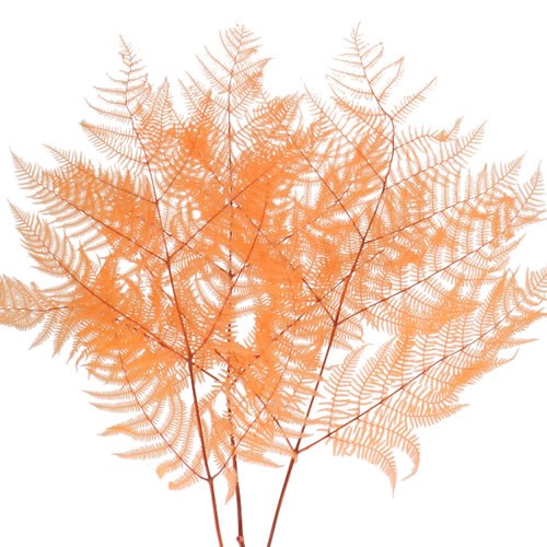 BRACKEN FERN PRESERVED PEACH