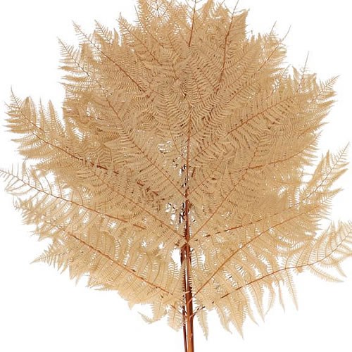 BRACKEN FERN PRESERVED SAHARA