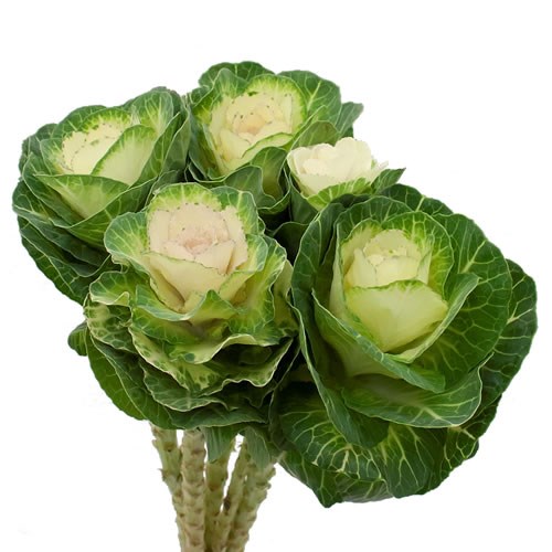 Buy Brassica Wholesale Flowers Online Wedding Flowers Triangle Nursery