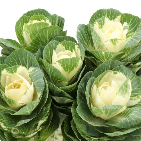 BRASSICA AIRY