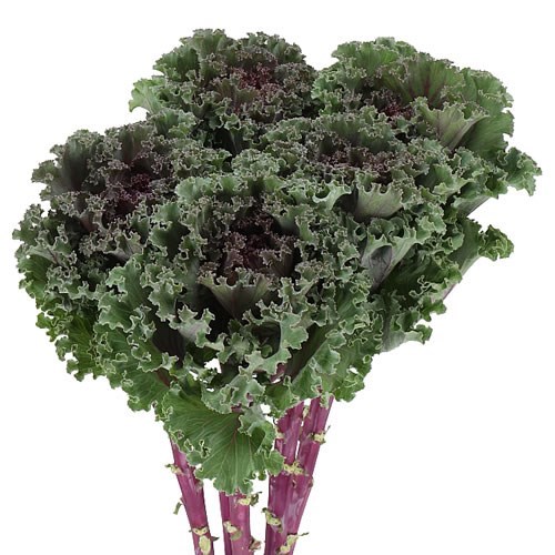 BRASSICA BLACK ANGEL