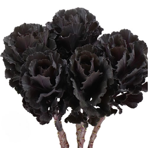 BRASSICA BLACK JEWEL