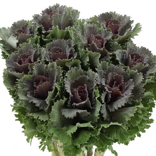 BRASSICA BLACK LEAF
