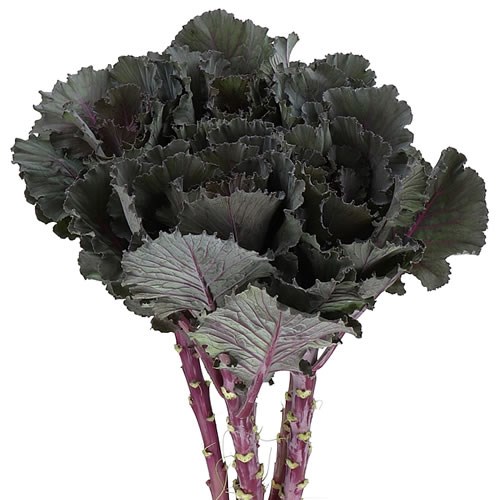 BRASSICA BLACK LEAF