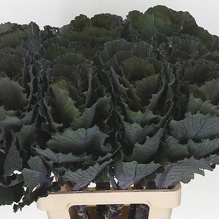 BRASSICA BLACK LEAF