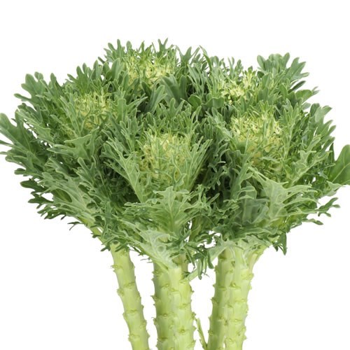 BRASSICA CRANE FEA SNOW