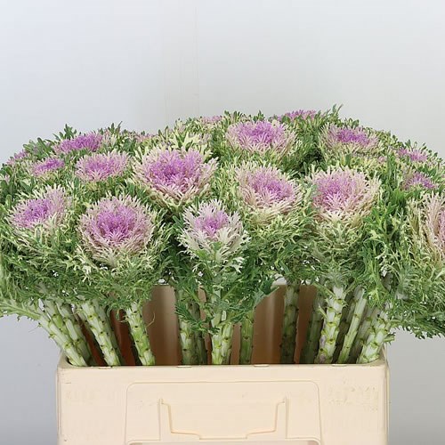 Buy Brassica Wholesale Flowers Online Wedding Flowers Triangle Nursery