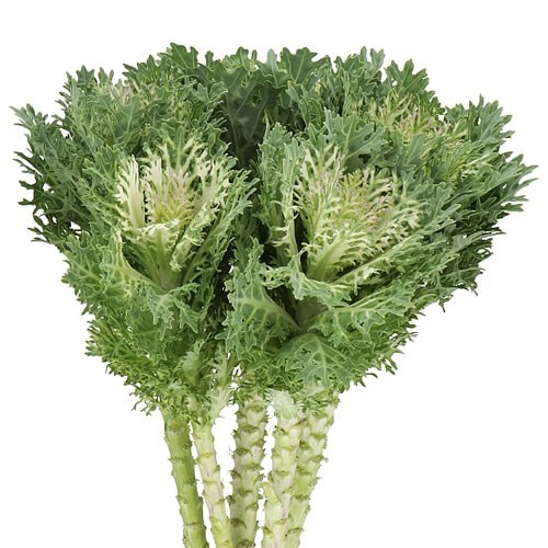 BRASSICA CRANE KING