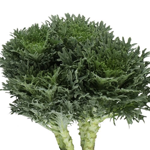 BRASSICA CRANE KING GREEN