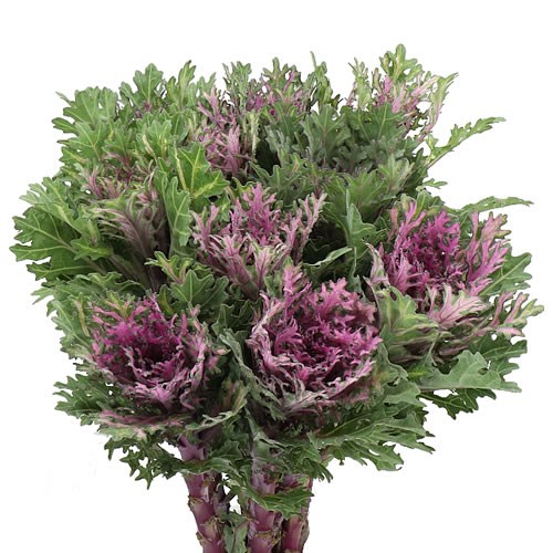 Buy Brassica Wholesale Flowers Online Wedding Flowers Triangle Nursery