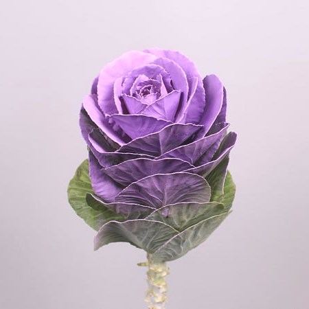 BRASSICA DYED LILAC