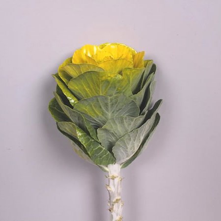 BRASSICA DYED YELLOW