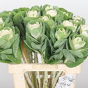 BRASSICA EMPIRE ANNA