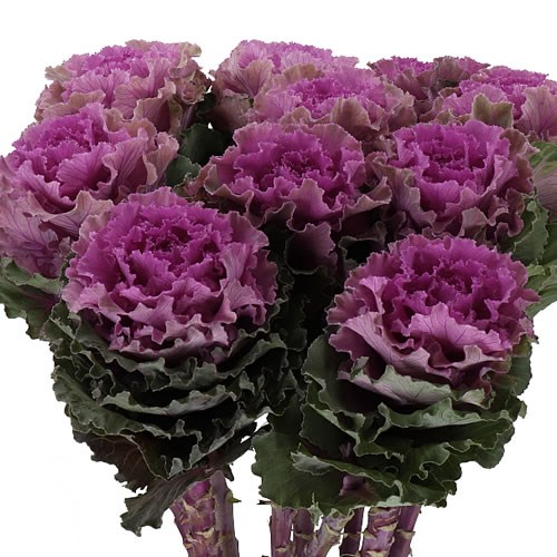BRASSICA EMPIRE BOIKA