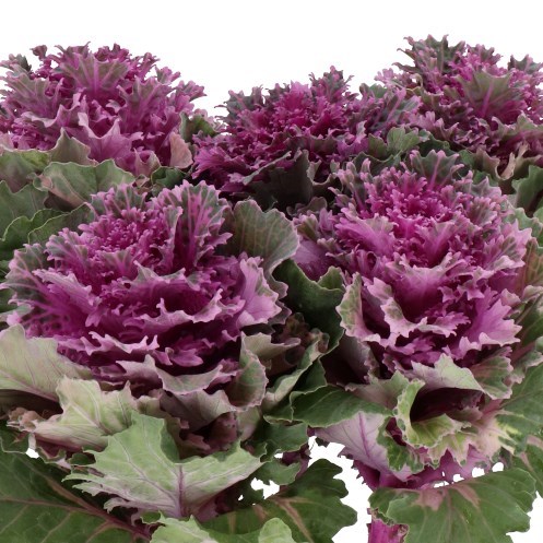 BRASSICA EMPIRE TEKLA