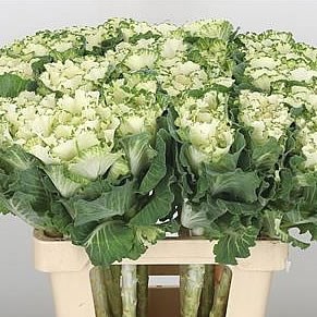 BRASSICA FLAIR WHITE