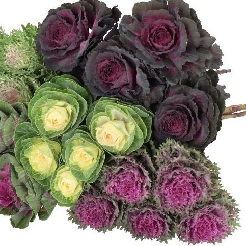 BRASSICA MIX