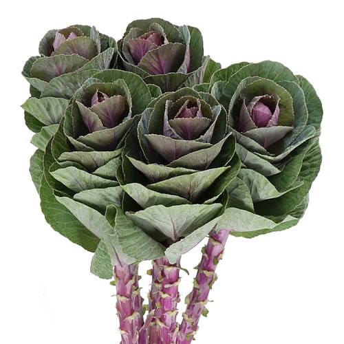 Buy Brassica Wholesale Flowers Online Wedding Flowers Triangle Nursery