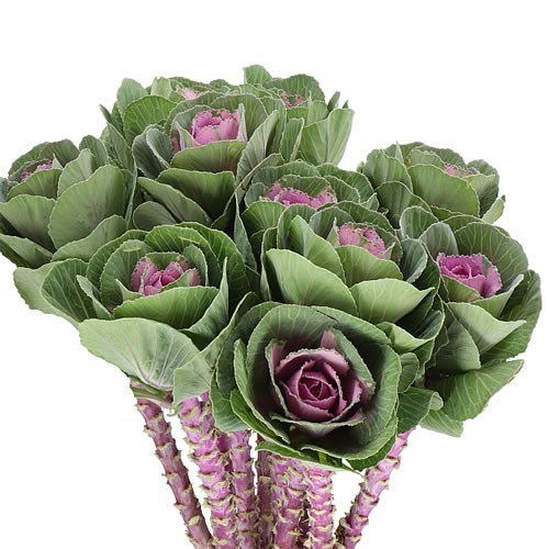 BRASSICA PINK CRANE
