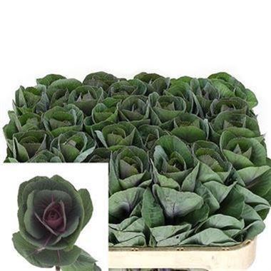 BRASSICA RED CRANE