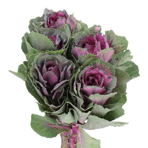 BRASSICA ROSE CRANE