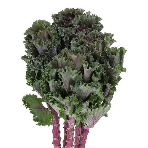BRASSICA RUFFLE RED