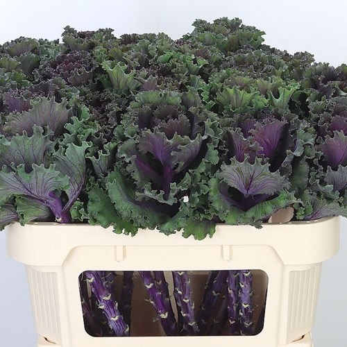 Buy Brassica Wholesale Flowers Online Wedding Flowers Triangle Nursery