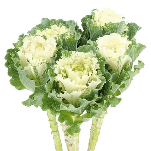 BRASSICA WHITE LADY