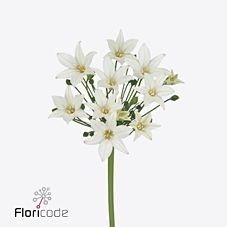 BRODEA WHITE CLOUD