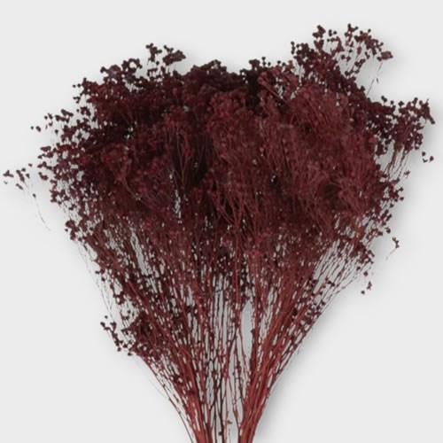 BROOM DYED BURGUNDY (DRIED)