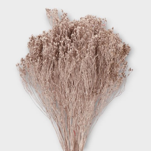 BROOM DYED CHAMPAGNE (DRIED)