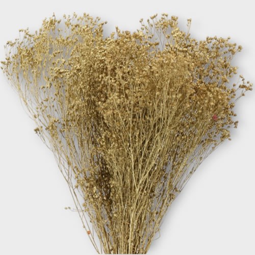 BROOM DYED GOLD (DRIED)
