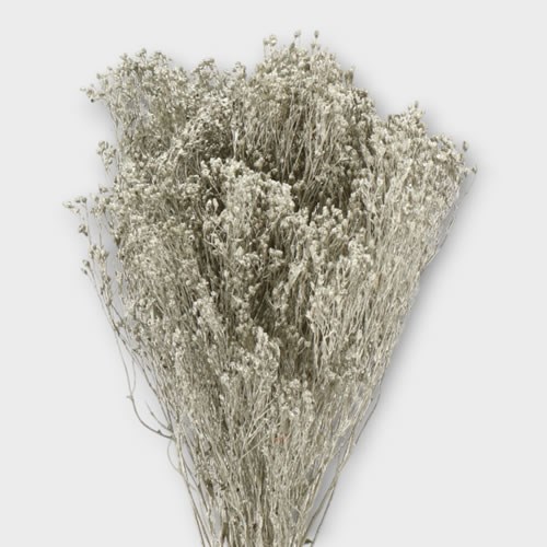 BROOM DYED PLATINUM (DRIED)