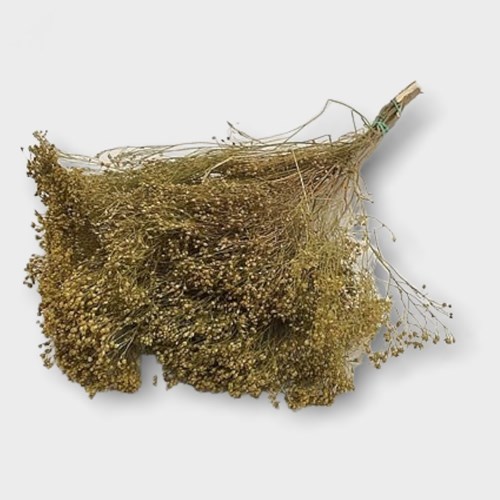 Broom Natural (Dried)