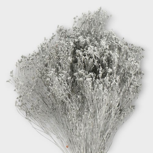 BROOM DYED SILVER (DRIED)
