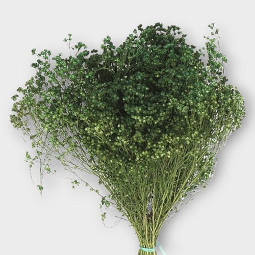 BROOMS DYED GREEN (DRIED)