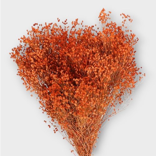 BROOMS DYED ORANGE (DRIED)