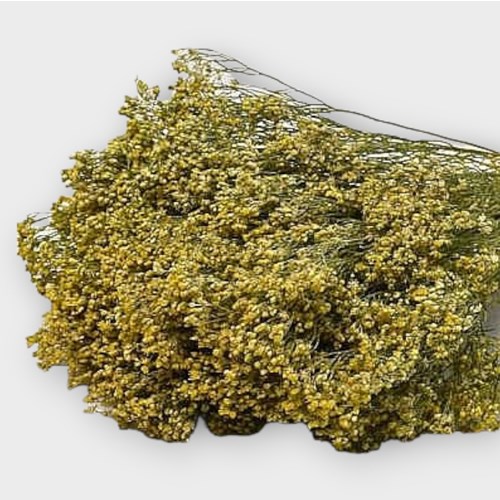 BROOMS NATURAL (DRIED)