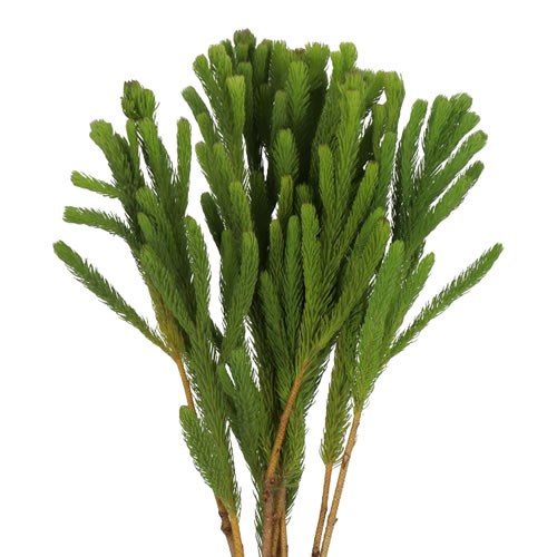 BRUNIA ALBIFLORA GREEN