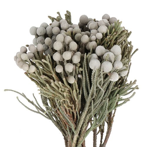 BRUNIA GREEN SILVER
