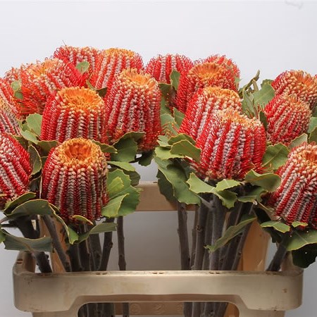 Banksia Coccinea