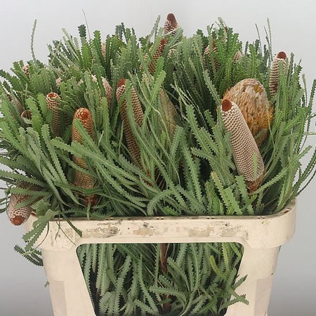 Banksia Hookeriana
