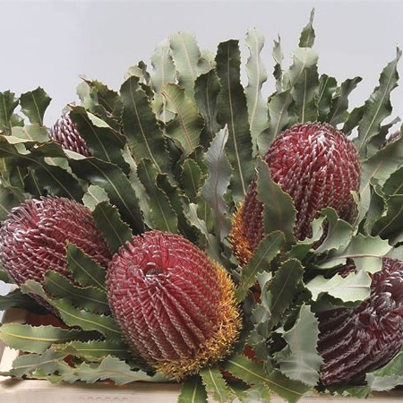 Banksia Menziesii