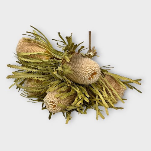 Banksia Natural (Dried) x bunch