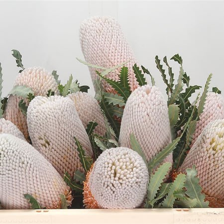Banksia Prionotes
