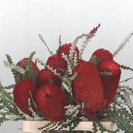 Banksia Speciosa (Dyed Red)